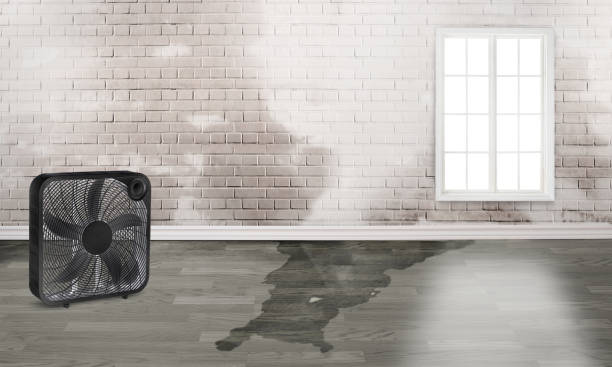 Best Water damage contractors near me  in Brecksville, OH